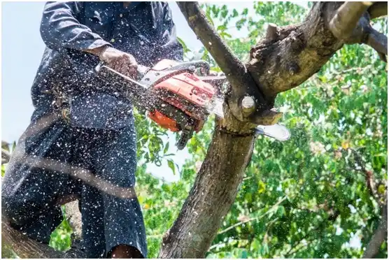 tree services North Myrtle Beach